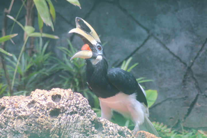 Oriental pied hornbill (Anthracoceros albirostris)