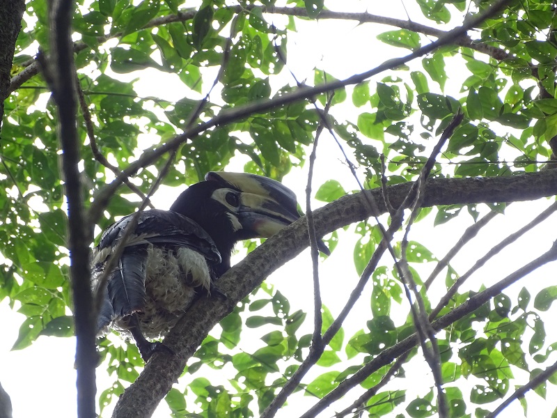 Oriental pied hornbill (Anthracoceros albirostris)