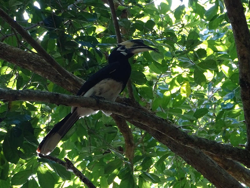 Oriental pied hornbill (Anthracoceros albirostris)