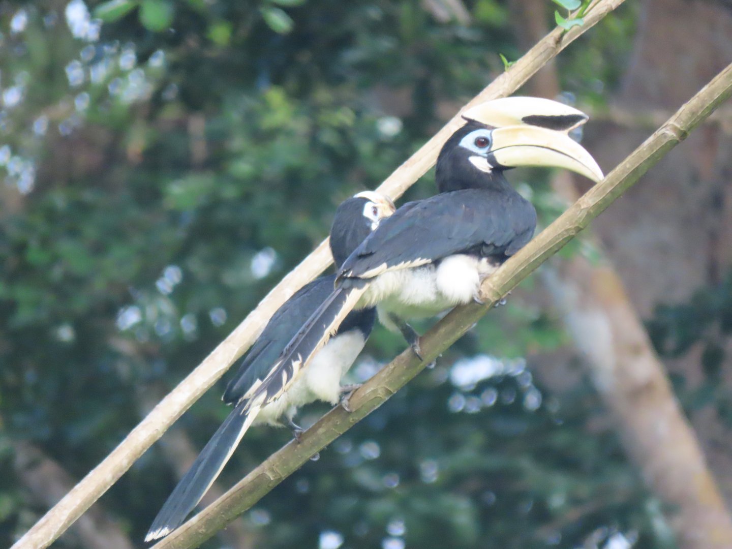 Oriental pied hornbill (Anthracoceros albirostris)