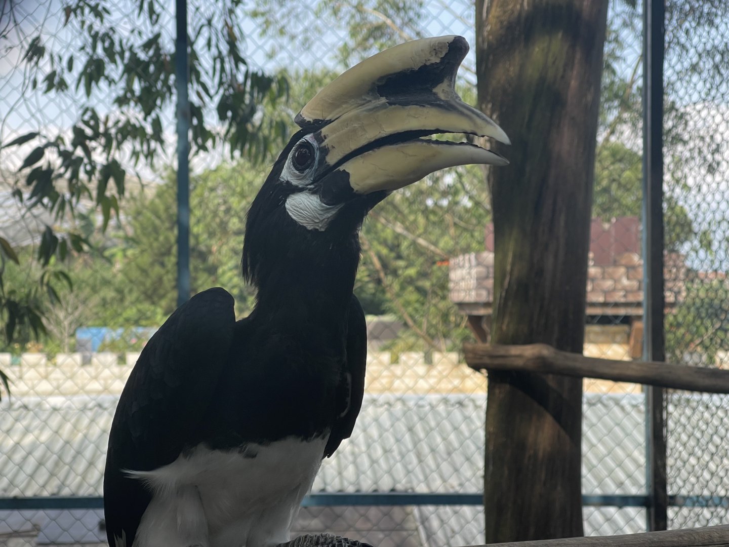 oriental pied hornbill (anthracoceros albirostris)