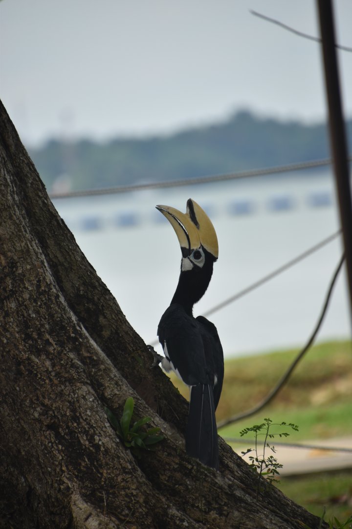 Oriental pied hornbill, Anthracoceros albirostris