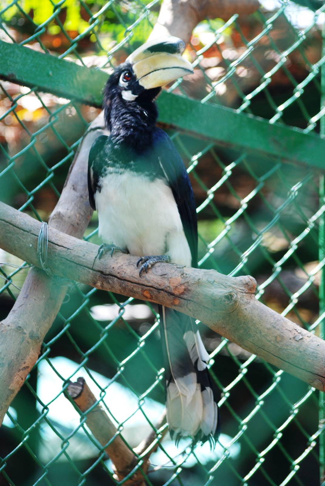 Oriental Pied Hornbill at Saigon Zoo, 16/03/12