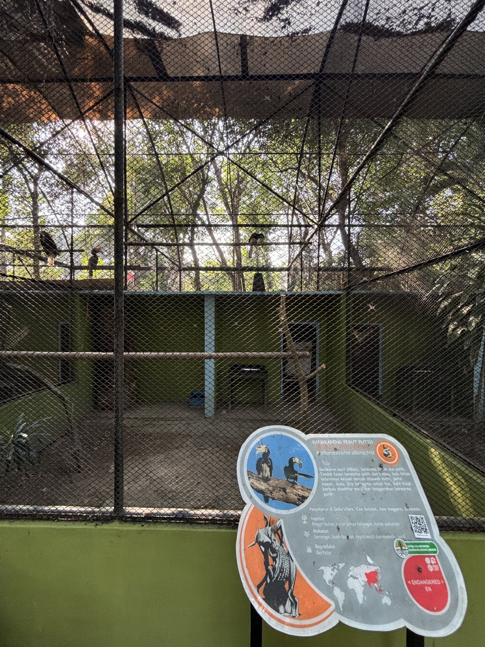 Oriental Pied Hornbill Aviary #1