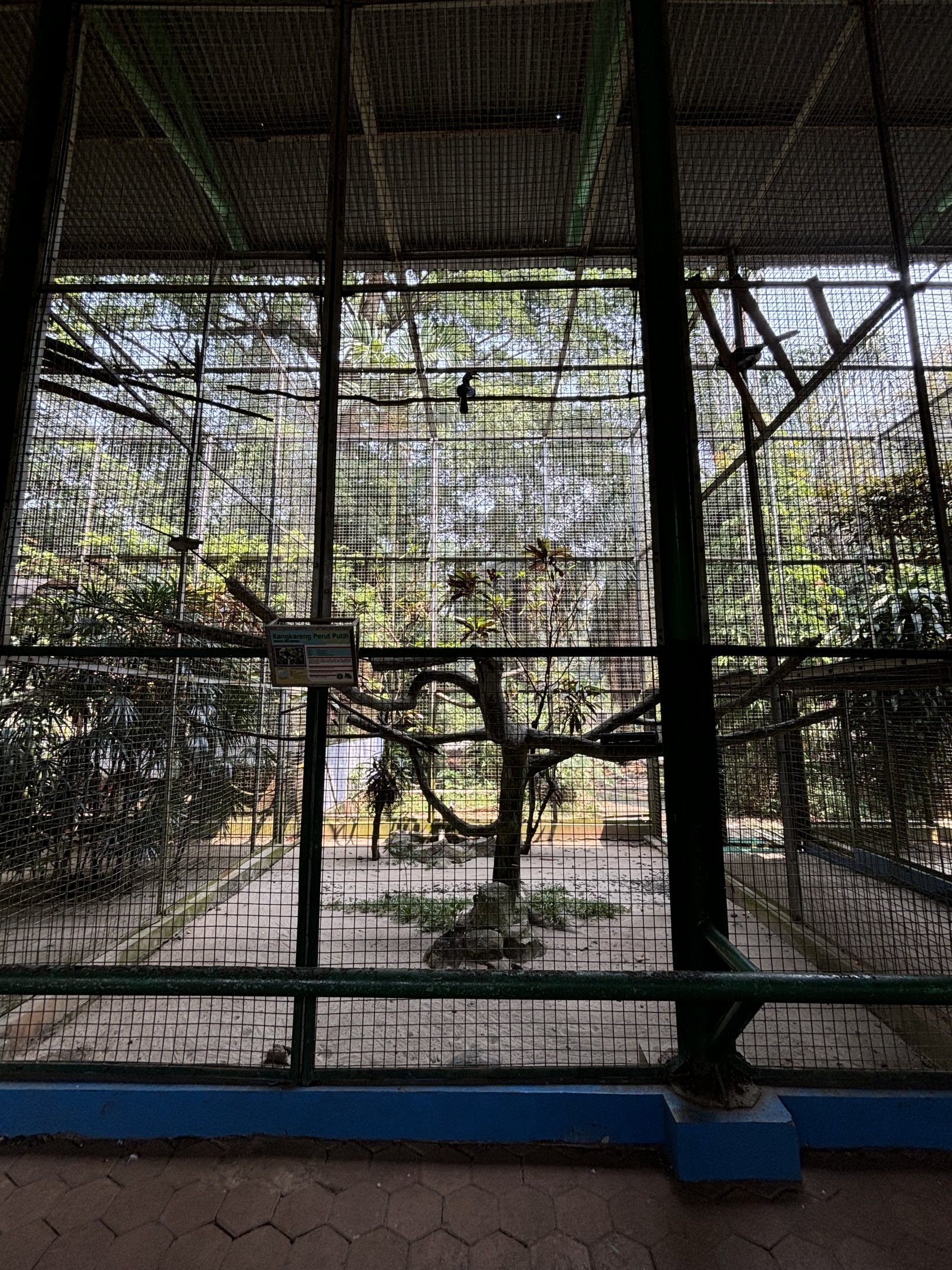 Oriental Pied Hornbill Aviary #1