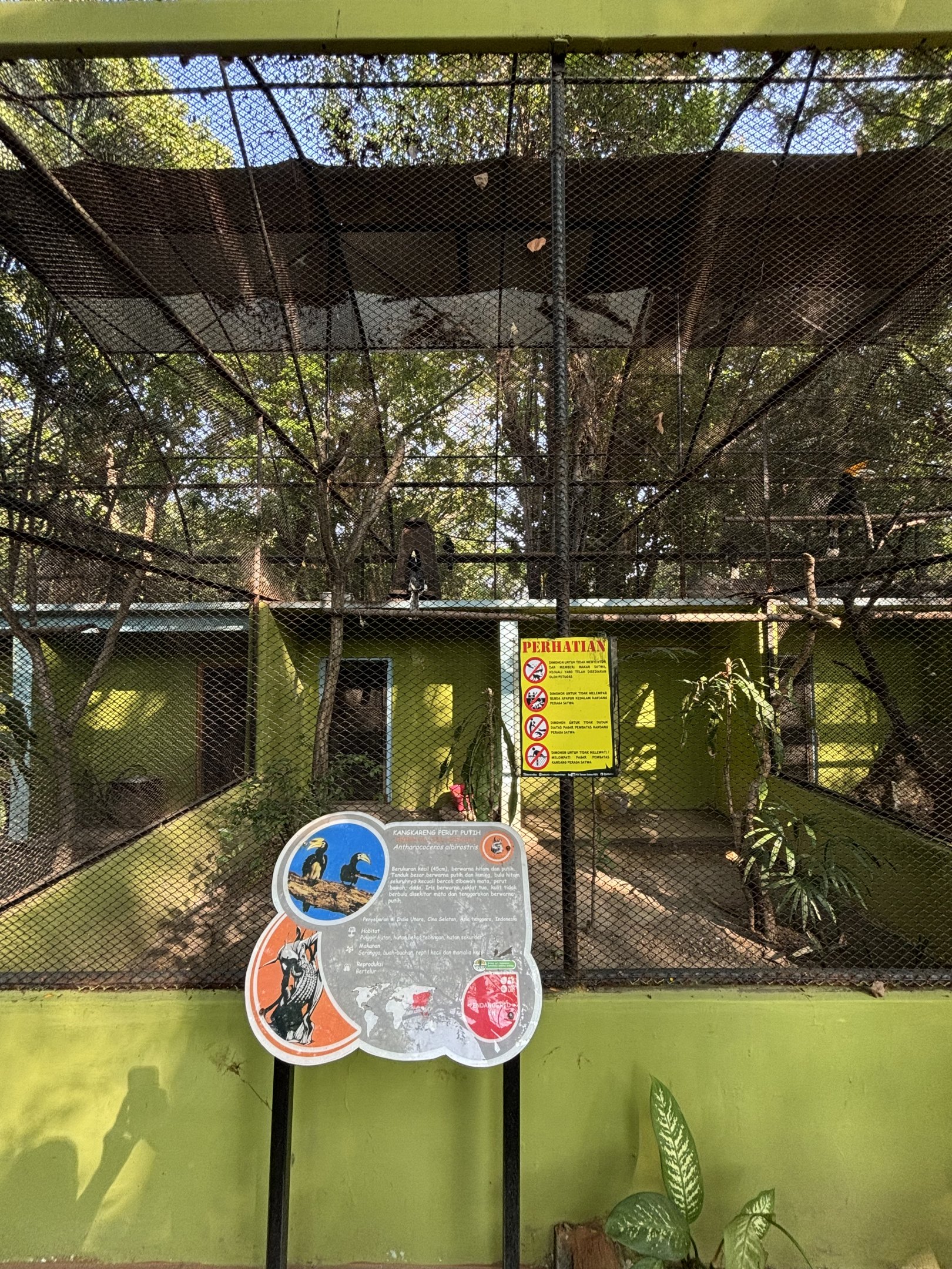 Oriental Pied Hornbill Aviary #2