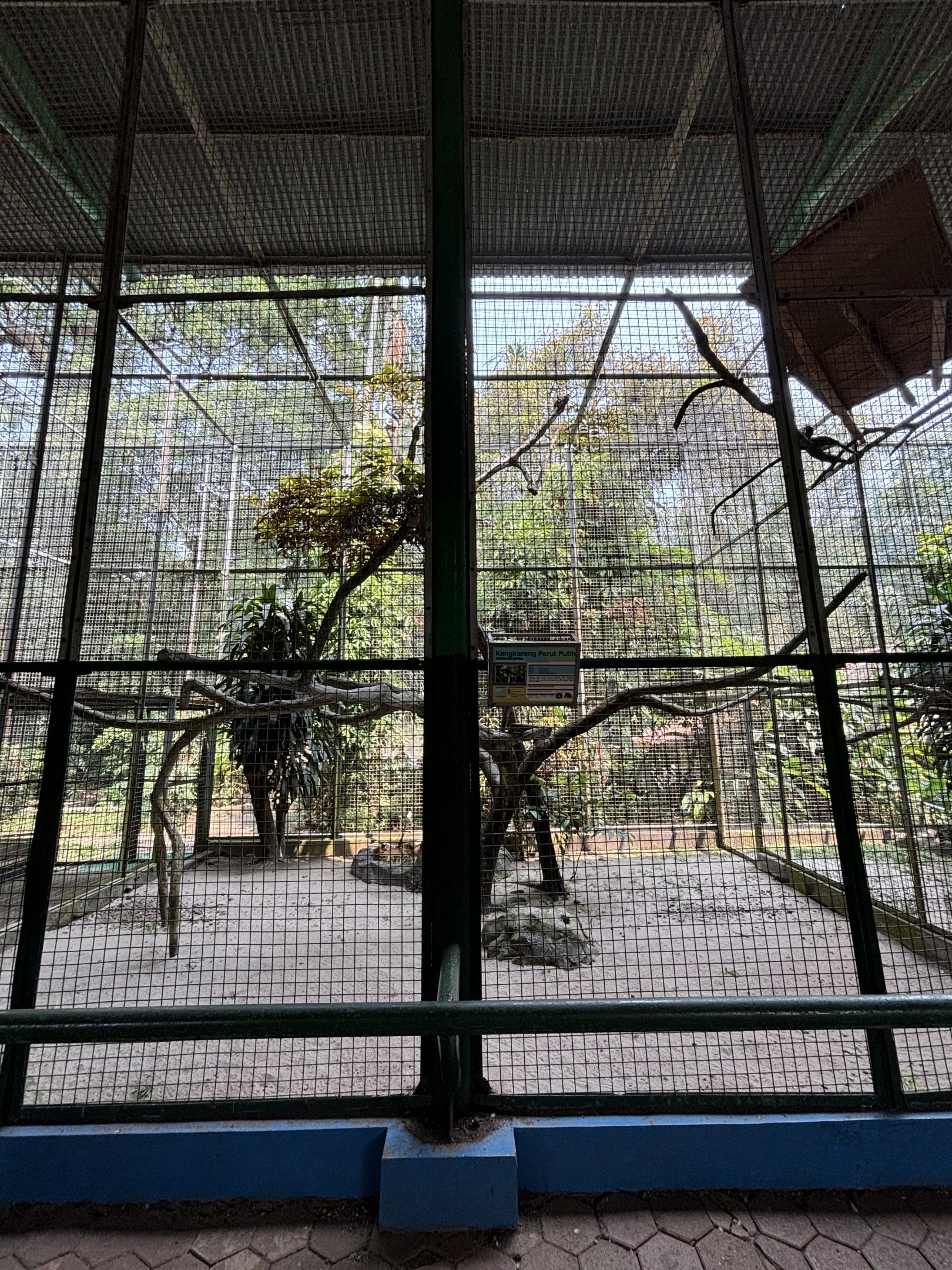 Oriental Pied Hornbill Aviary #2