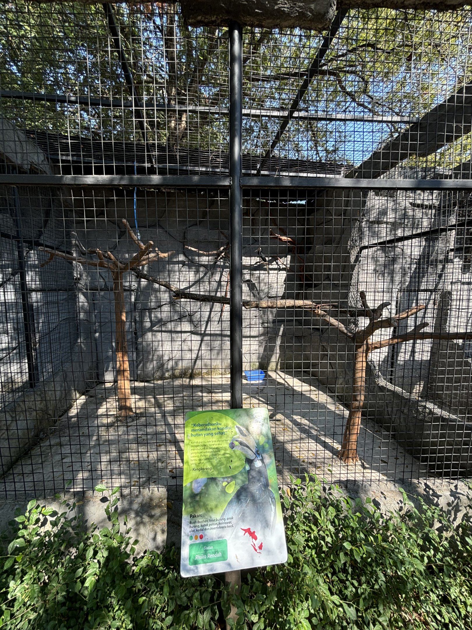 Oriental Pied Hornbill Aviary - Solo Safari