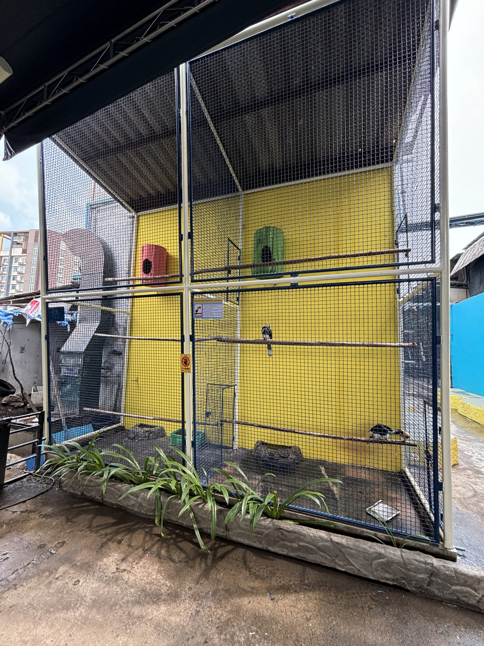 Oriental Pied Hornbill Aviary