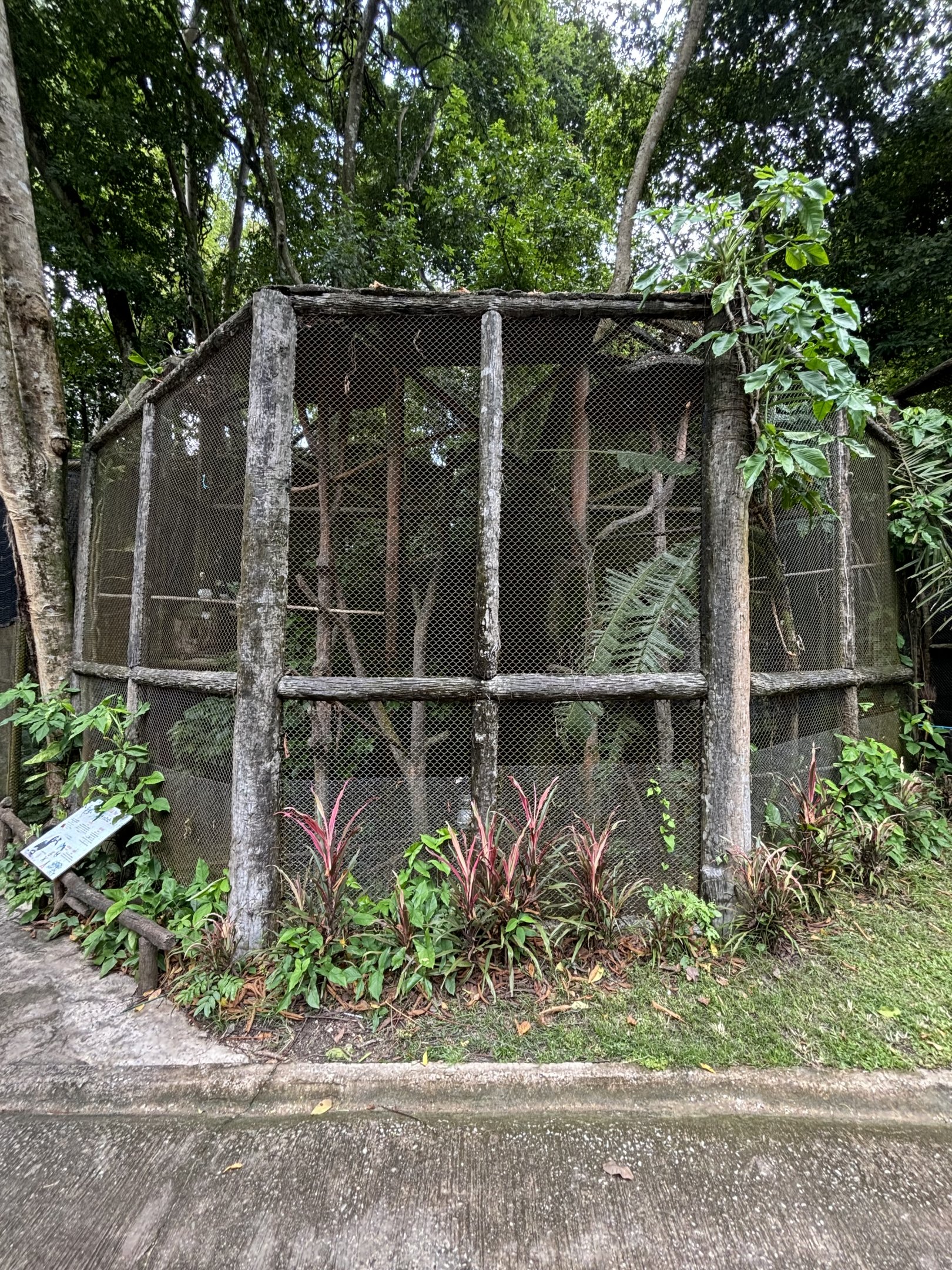 Oriental Pied Hornbill Aviary