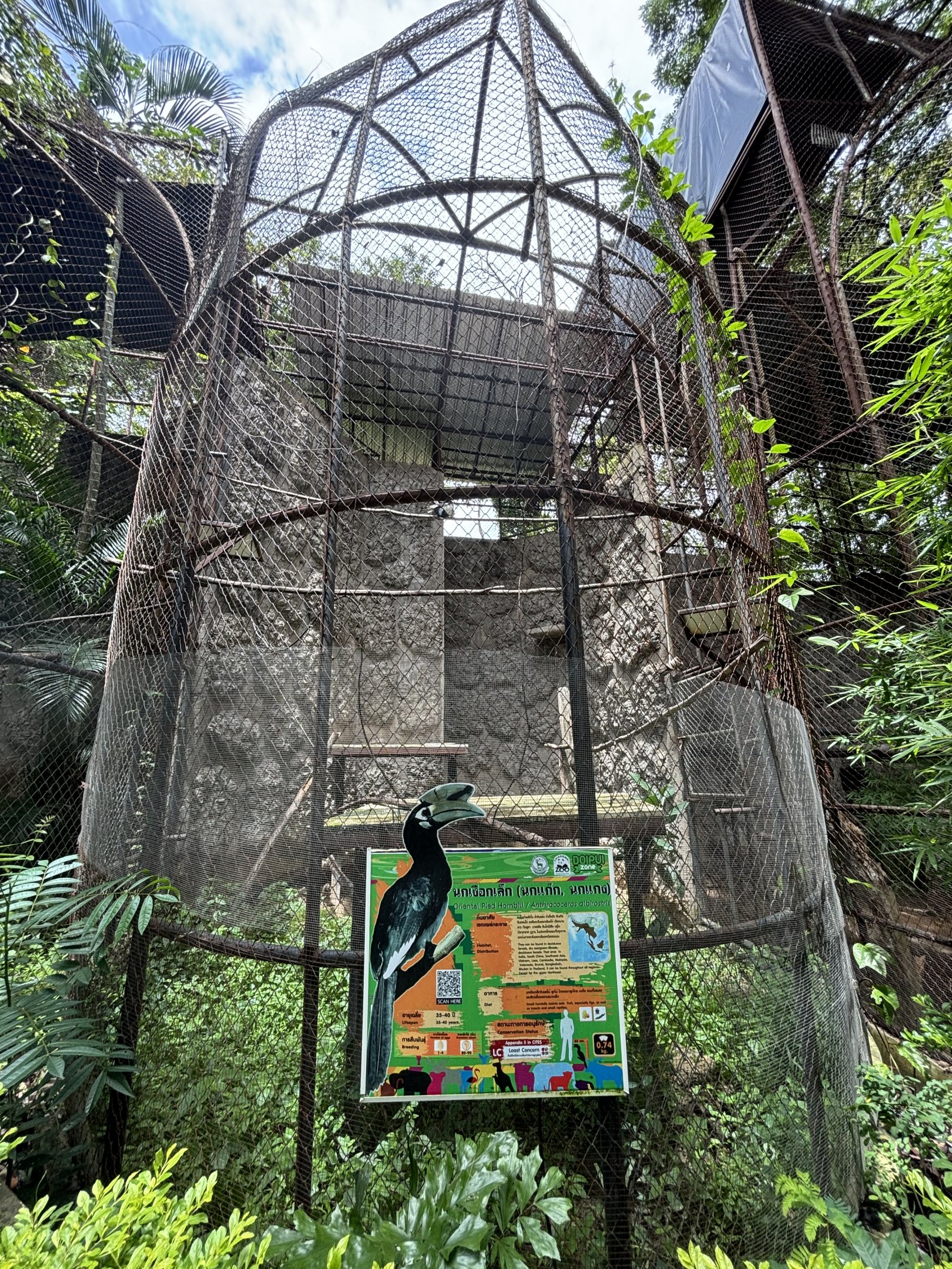 Oriental Pied Hornbill Aviary