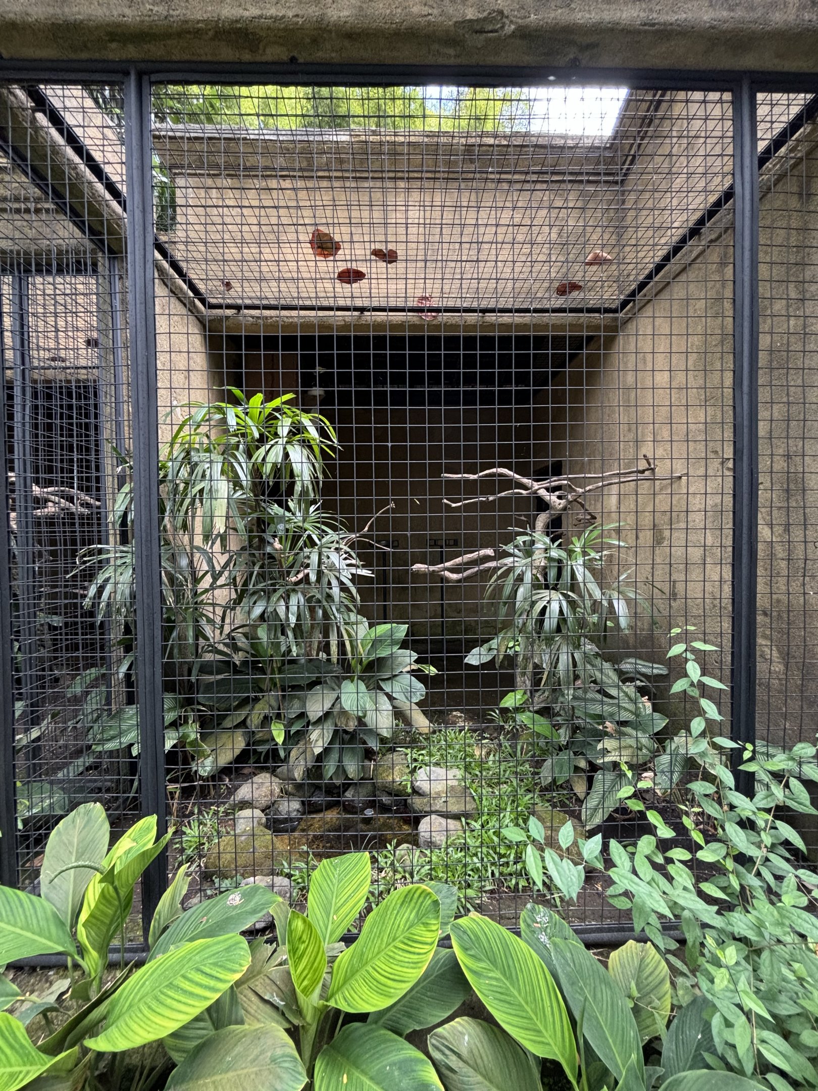 Oriental Pied Hornbill Aviary