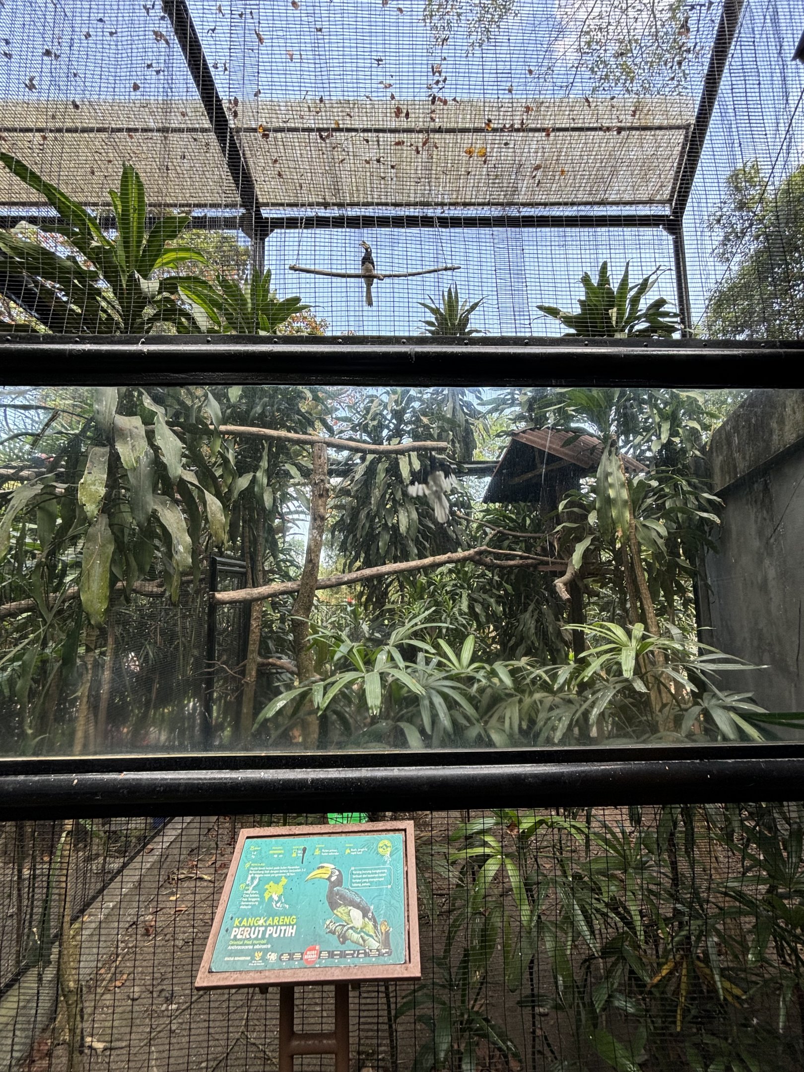 Oriental Pied Hornbill Aviary