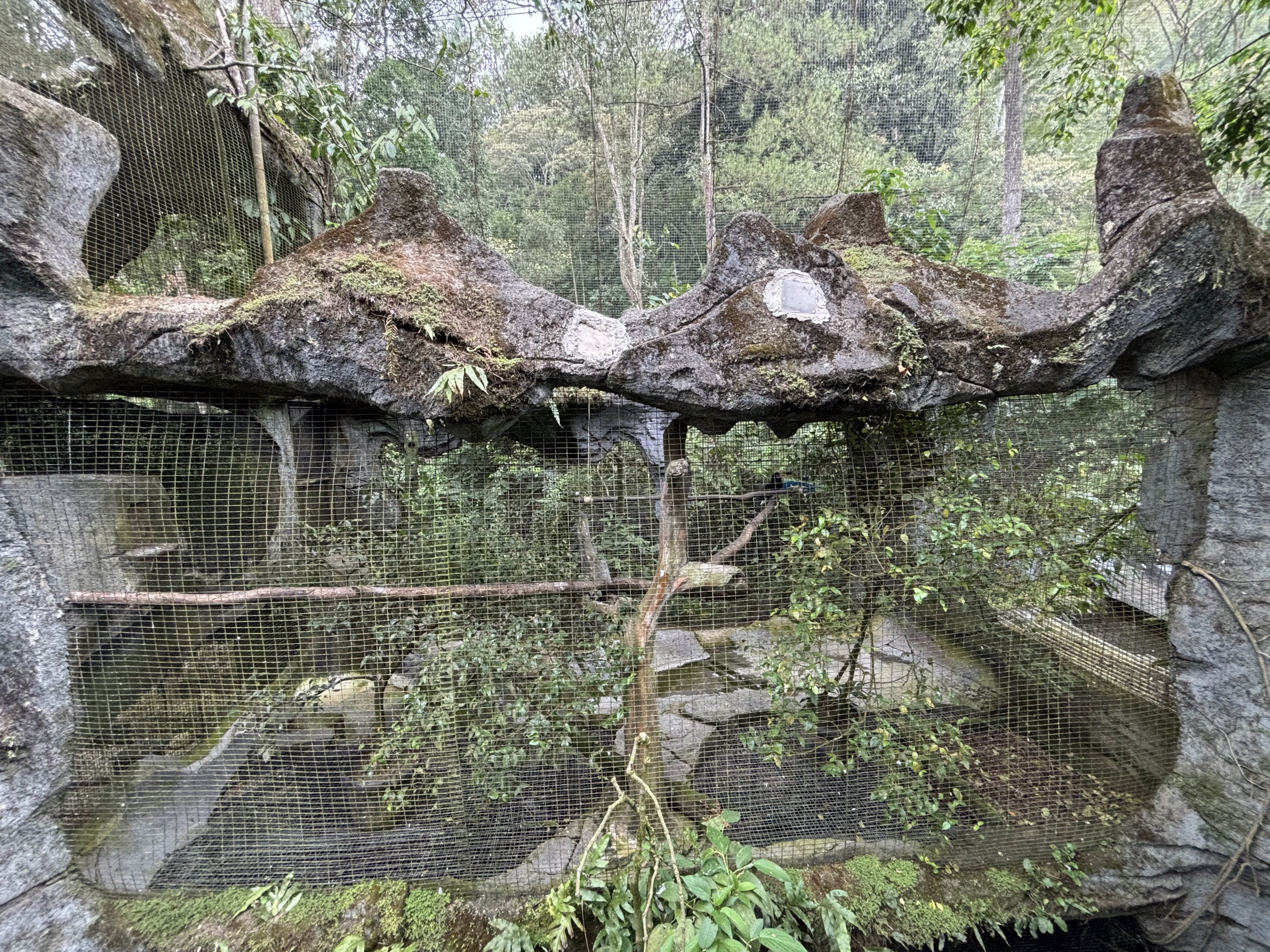 Oriental Pied Hornbill Aviary