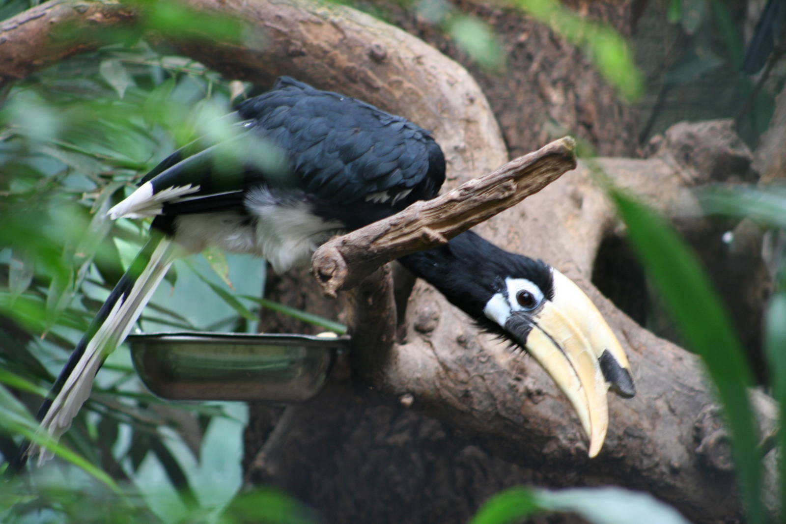 Oriental Pied Hornbill @ Berlin Zoo; 05.09.2007