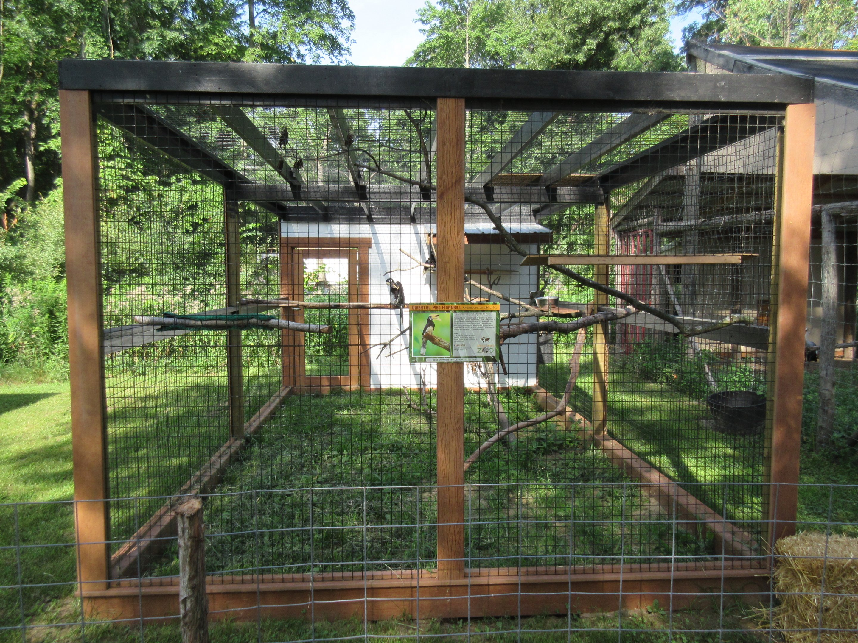 Oriental Pied Hornbill Exhibit