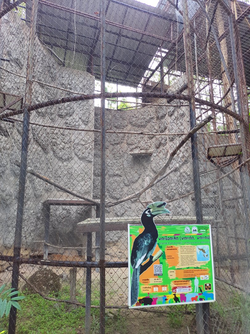 Oriental Pied Hornbill Exhibit