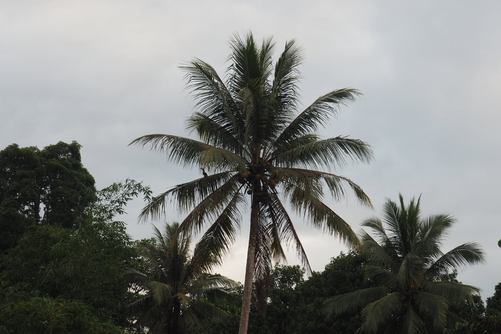 Oriental Pied Hornbill in a Palm Tree on the Kinabatangan River, Sabah, Borneo