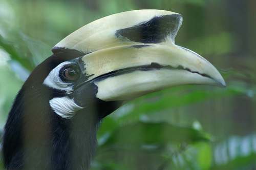 Oriental Pied Hornbill, Jurong BirdPark