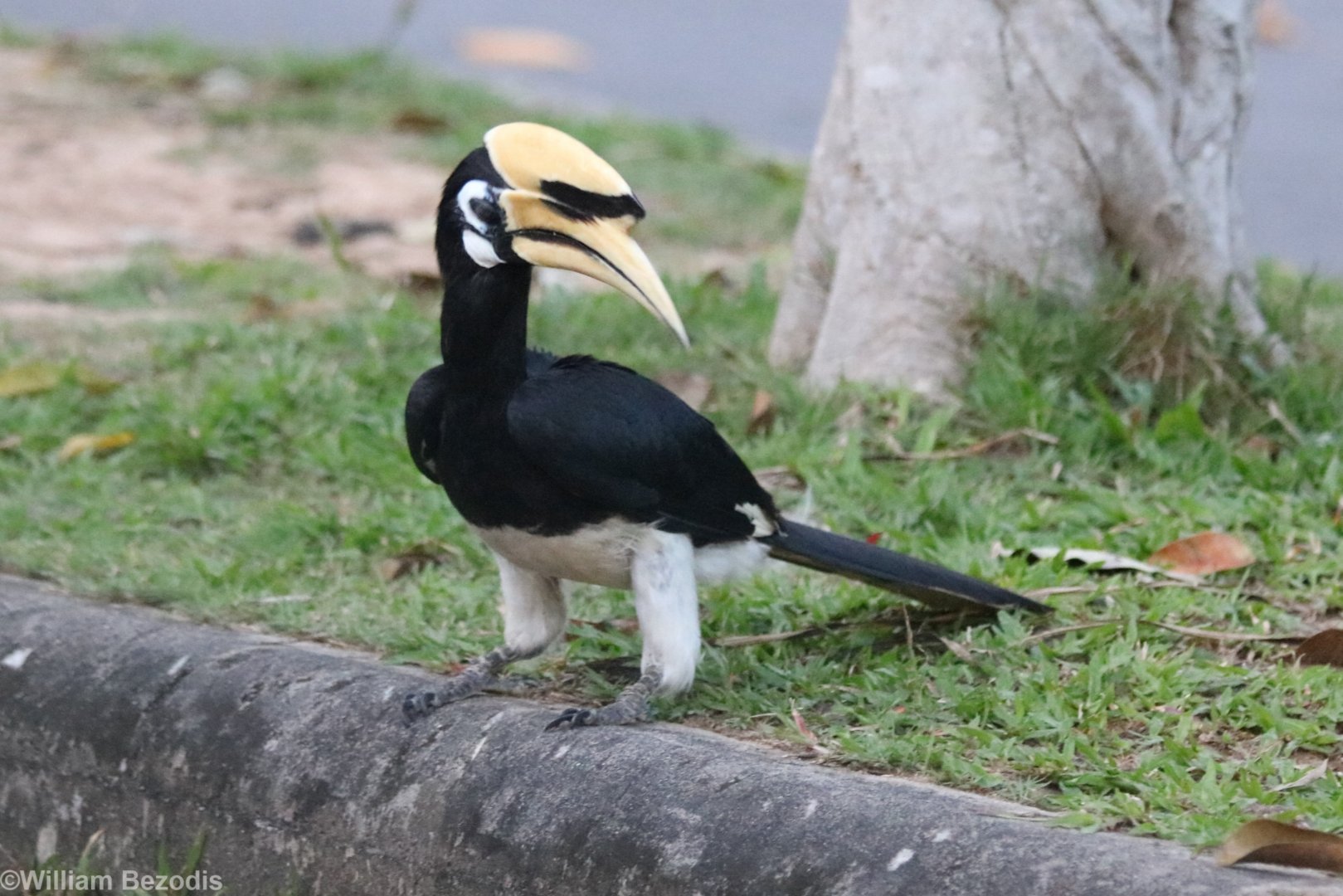 Oriental Pied Hornbill - Khao Yai National Park