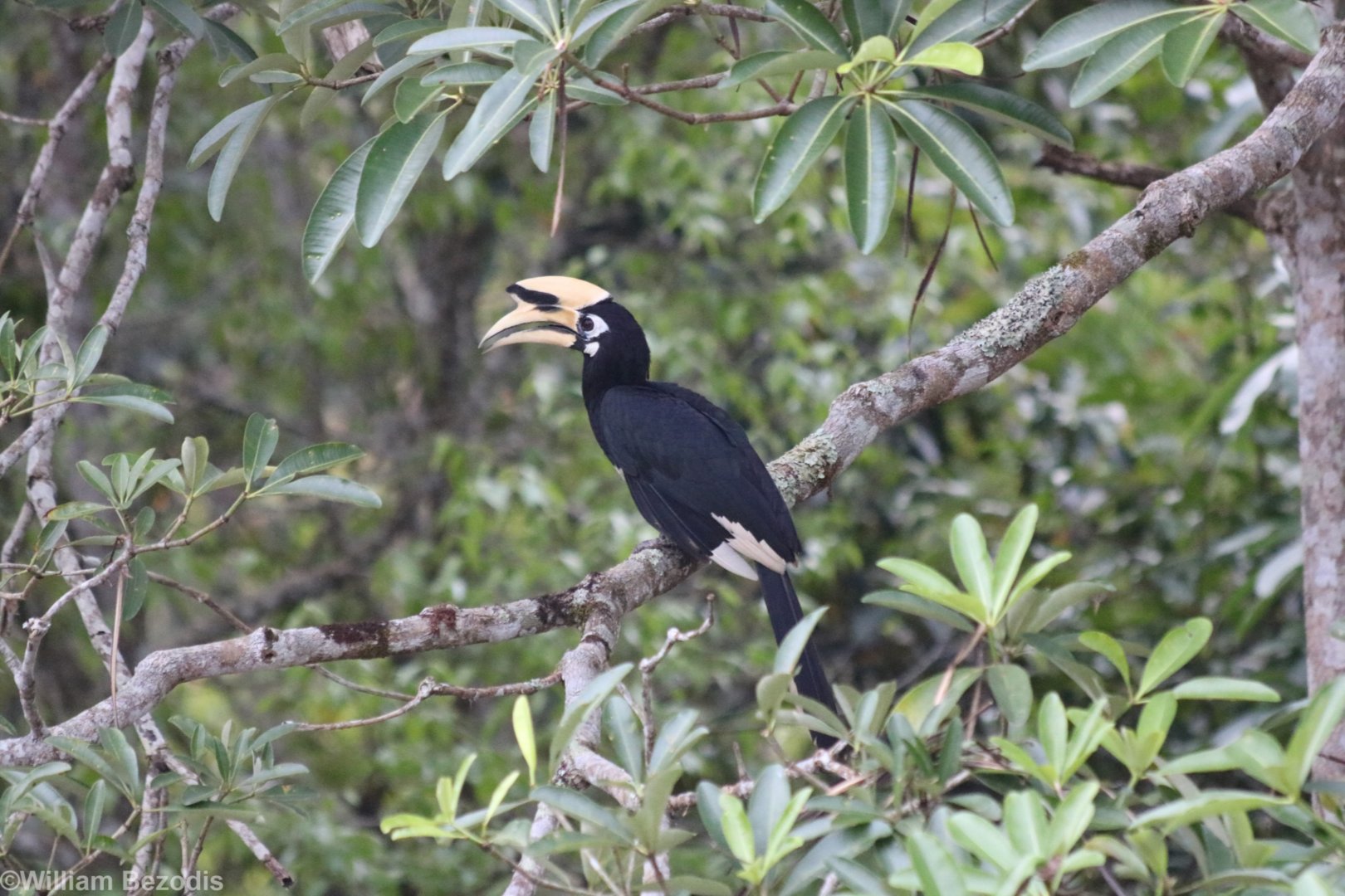 Oriental Pied Hornbill - Khao Yai National Park
