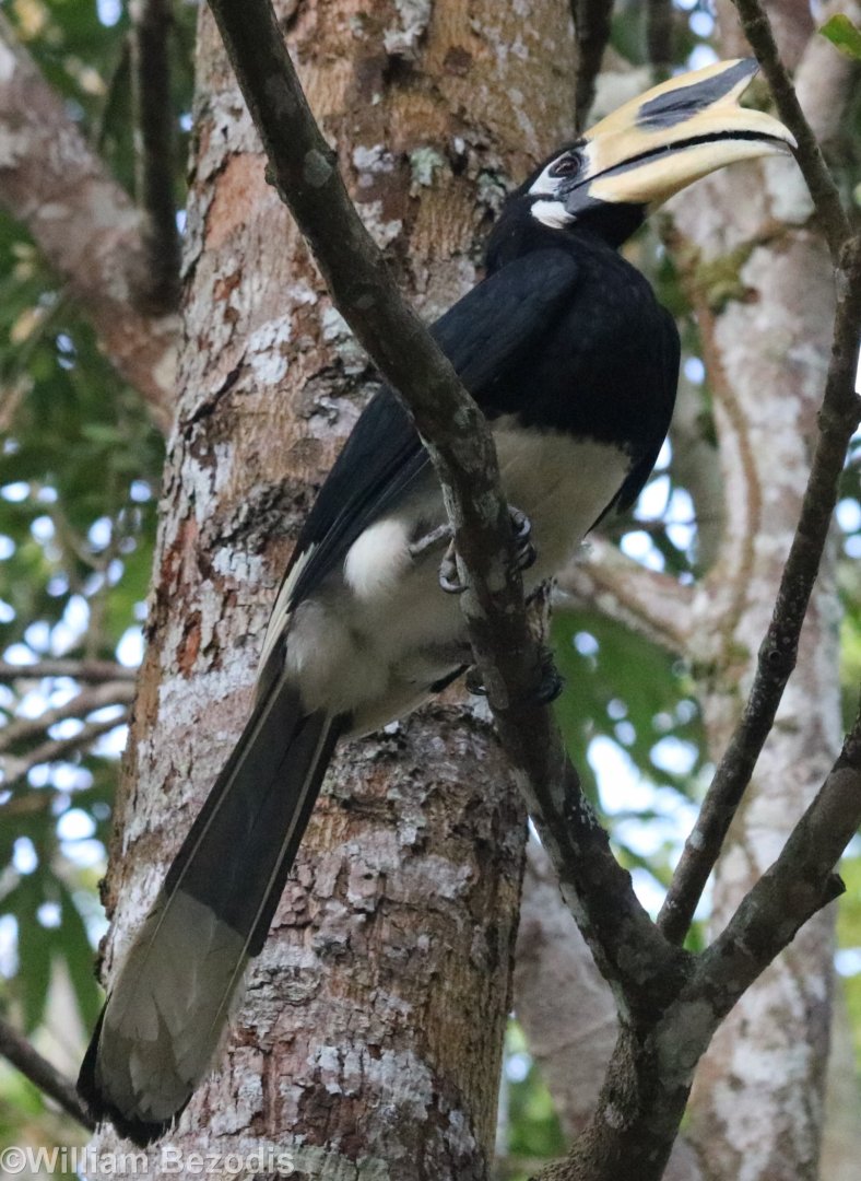 Oriental Pied Hornbill - Khao Yai National Park
