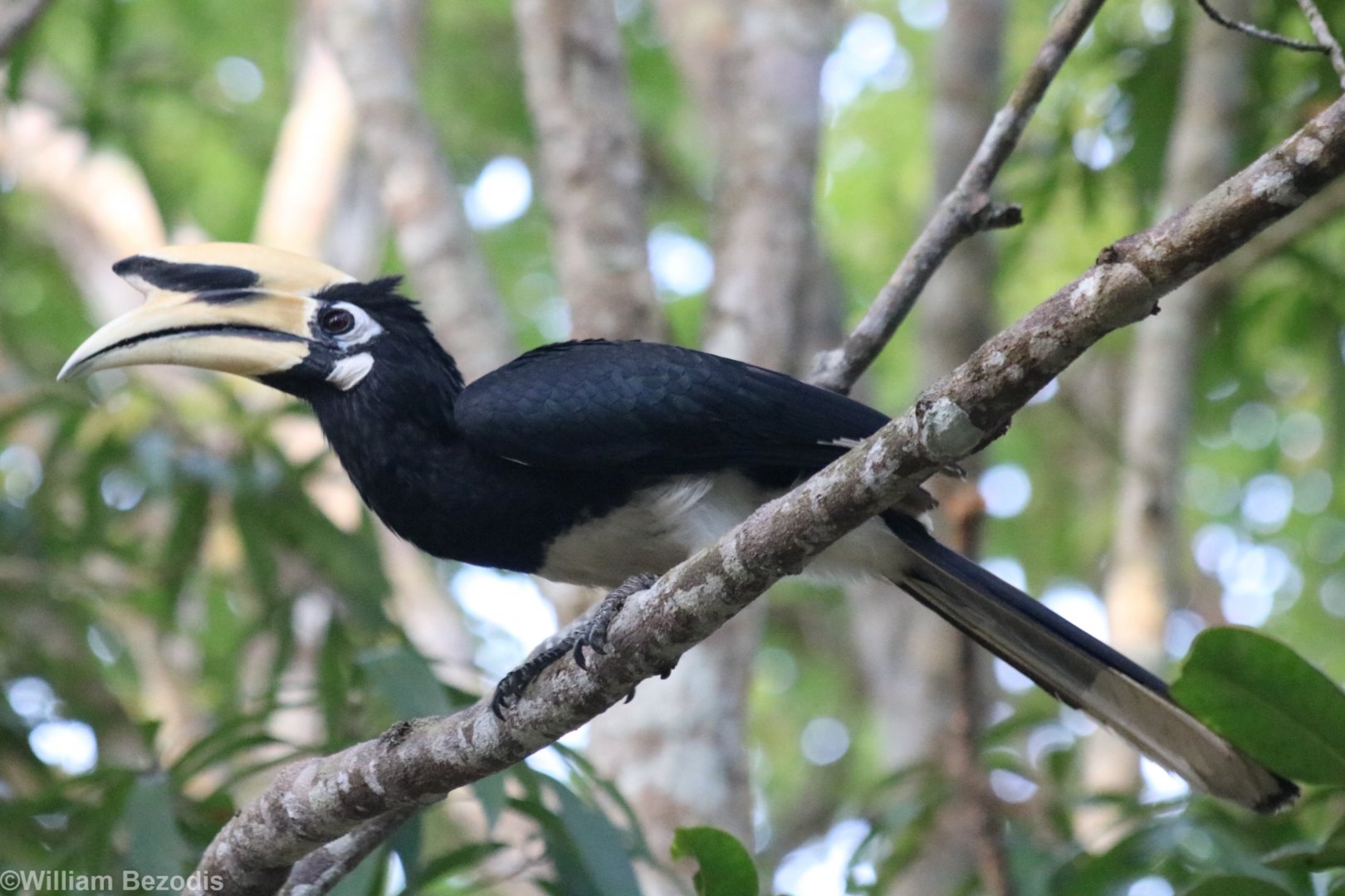 Oriental Pied Hornbill - Khao Yai National Park