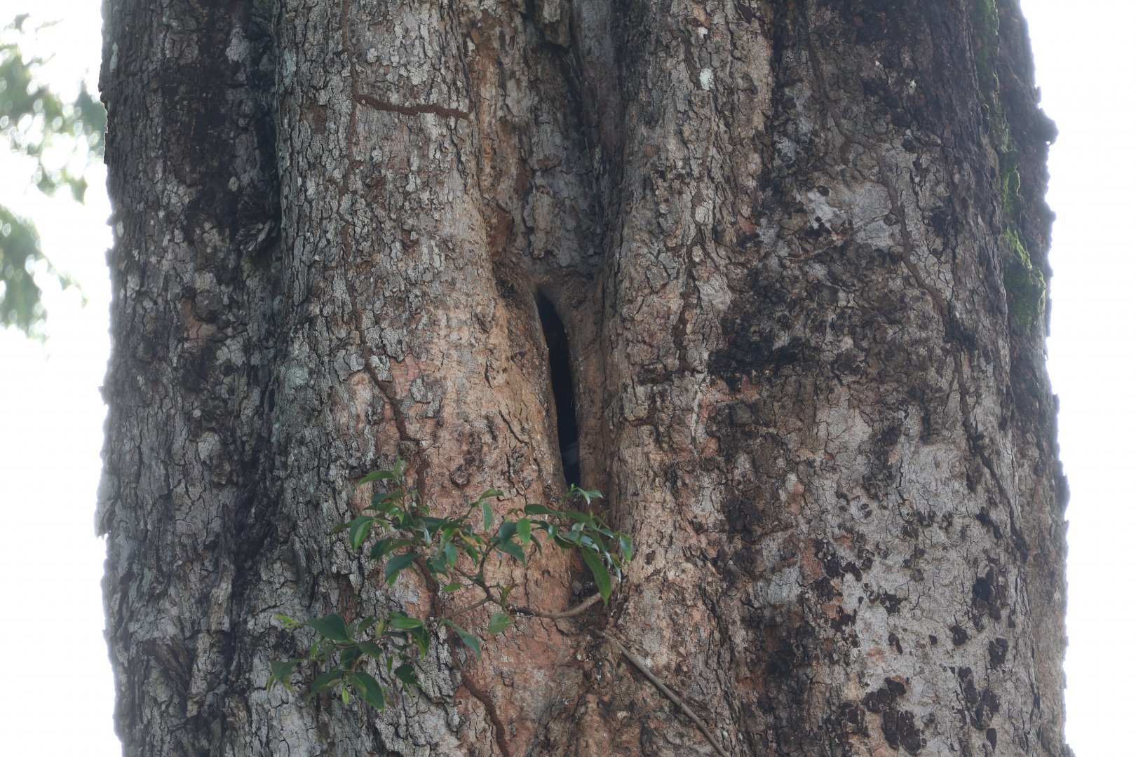 Oriental Pied Hornbill Nest