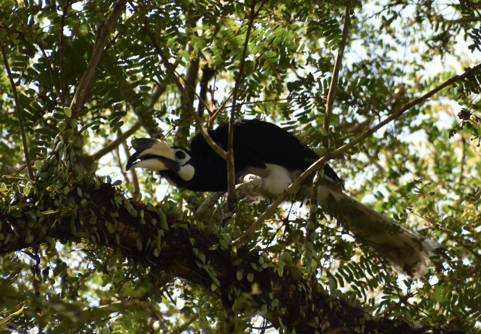 Oriental Pied Hornbill ~ Pasir Ris Park