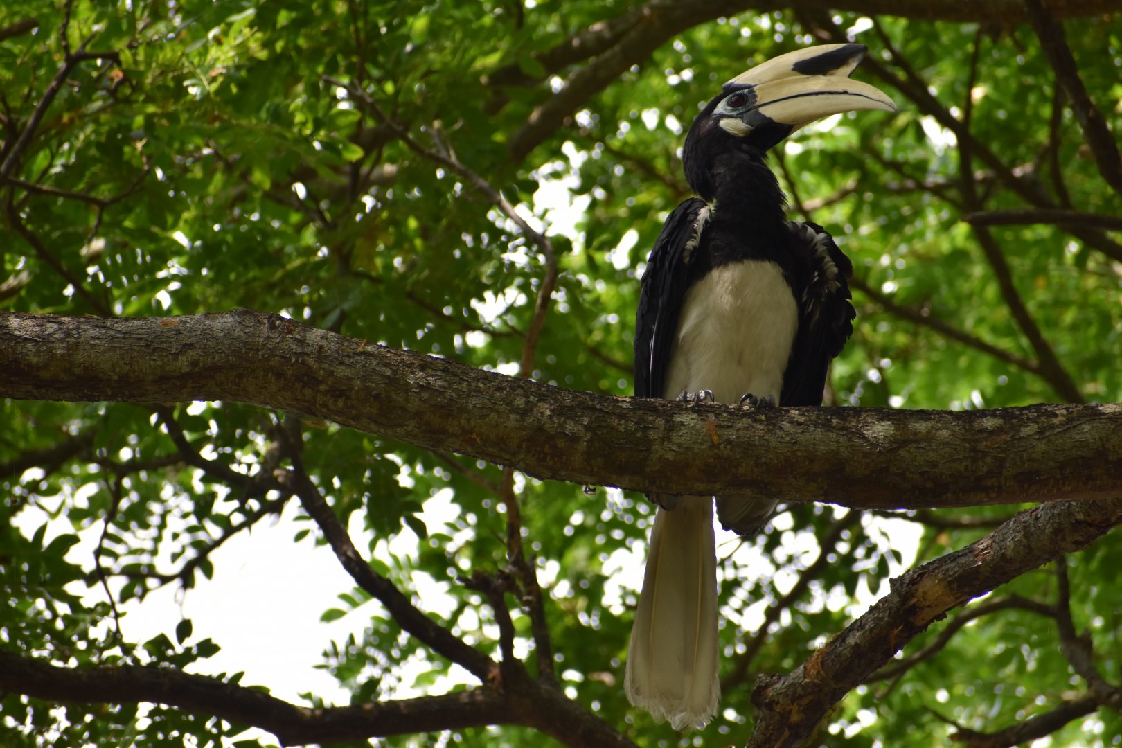 Oriental Pied Hornbill ~ Pasir Ris Park