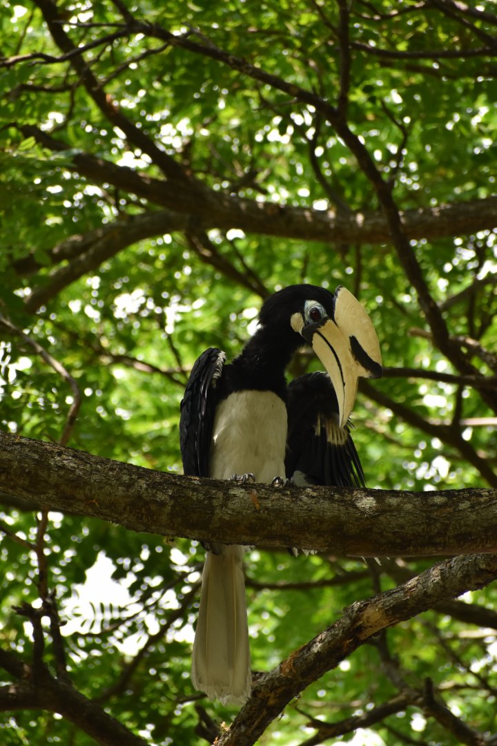 Oriental Pied Hornbill ~ Pasir Ris Park