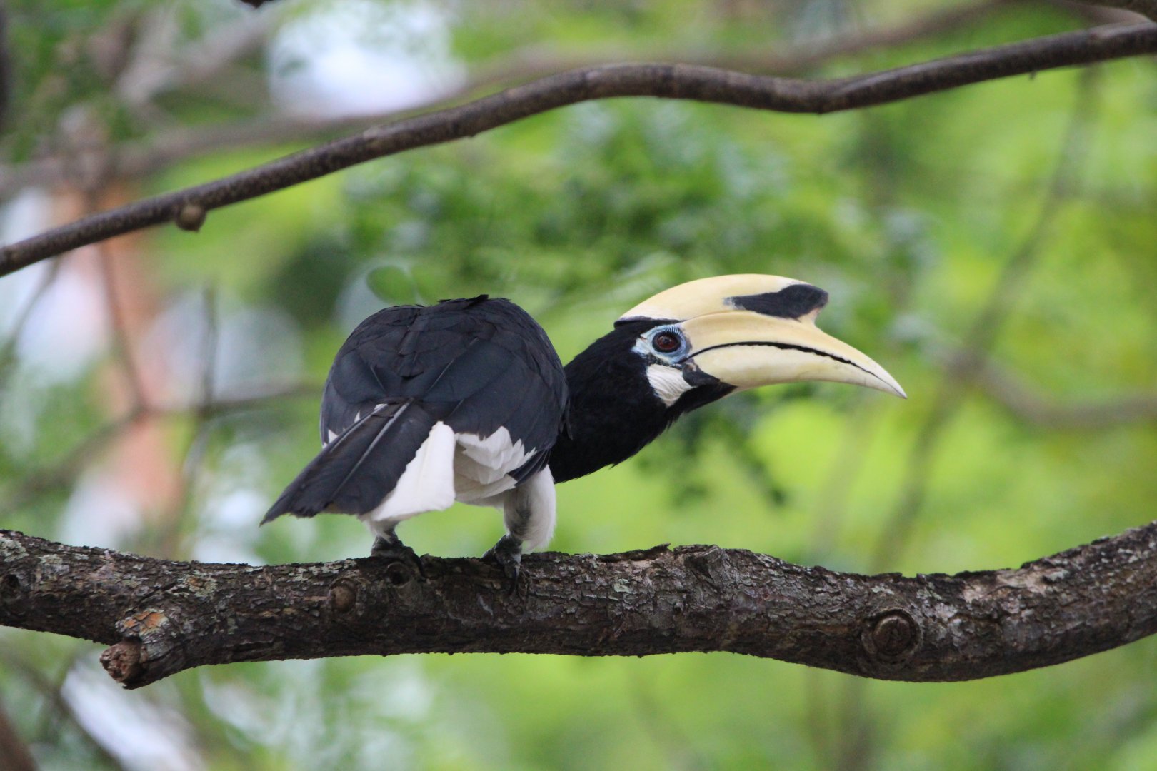 Oriental Pied hornbill - Pasir Ris