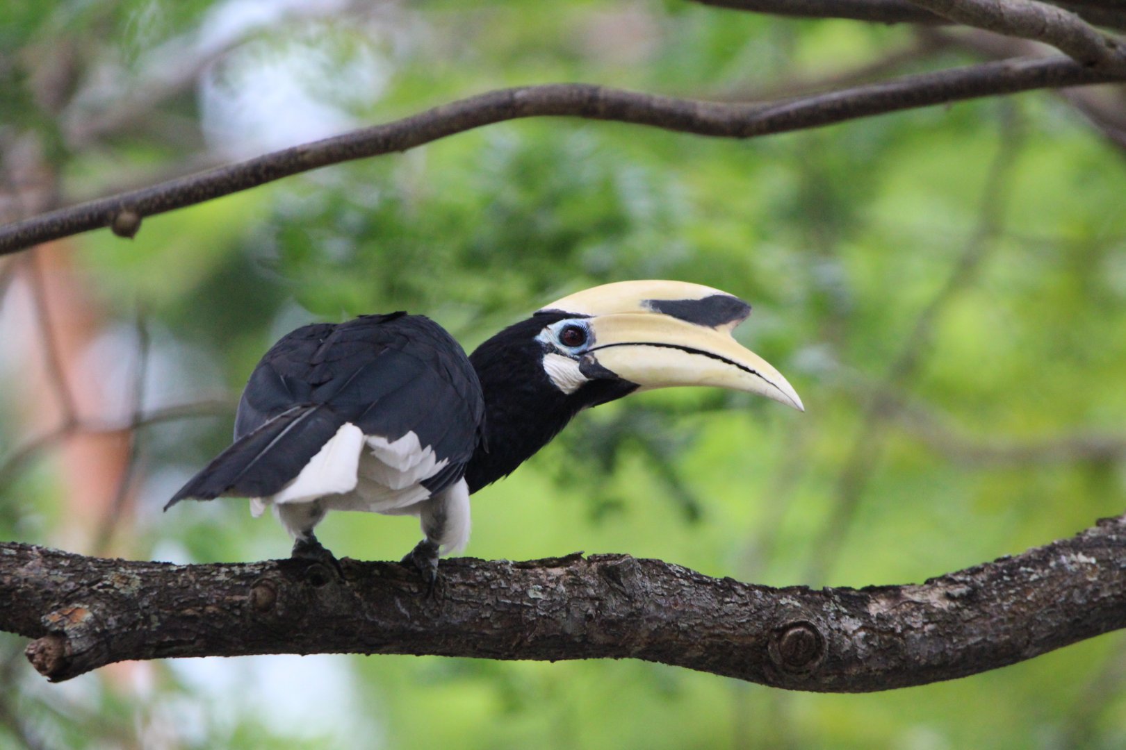 Oriental Pied hornbill - Pasir Ris