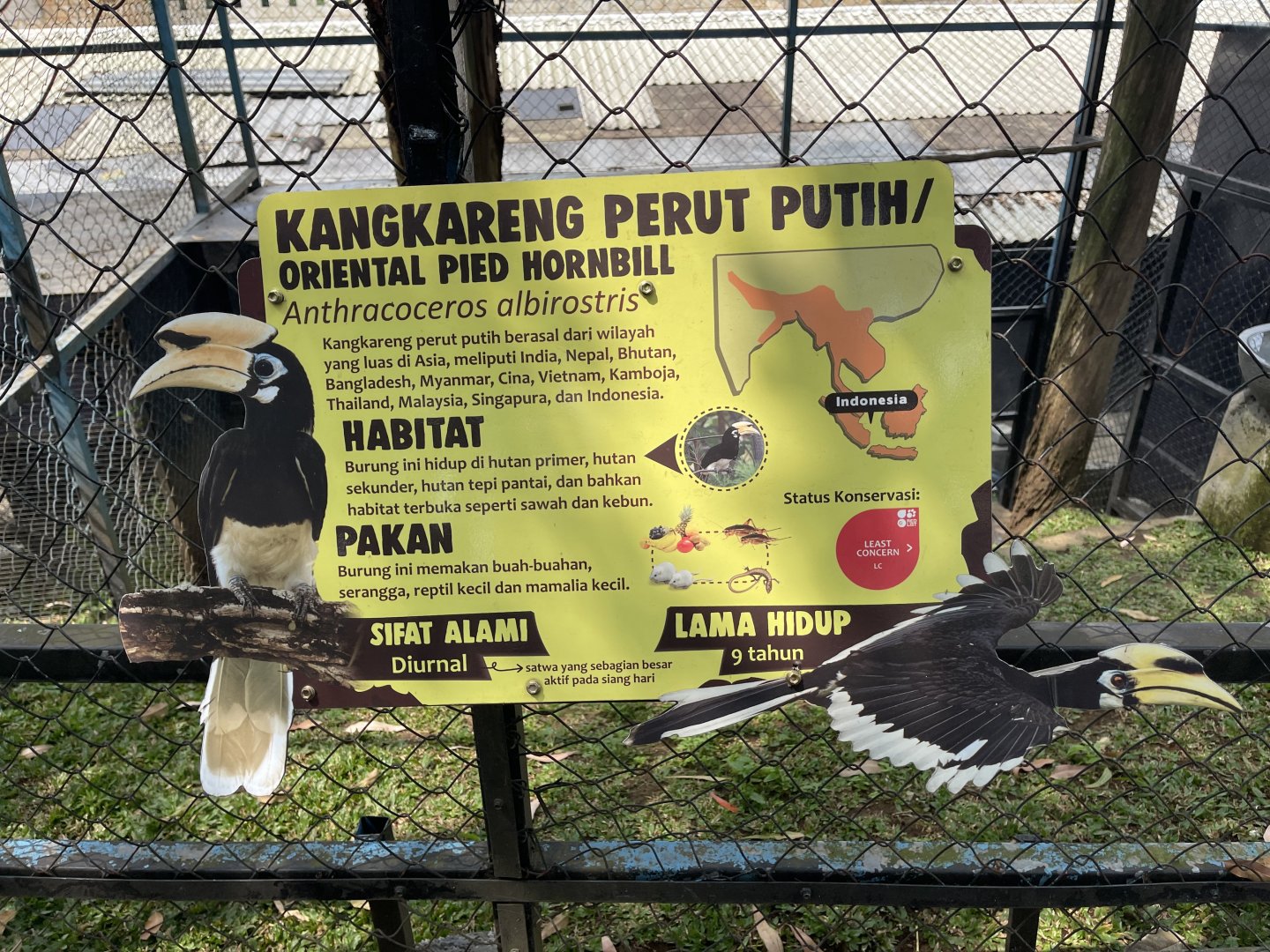 oriental pied hornbill signage