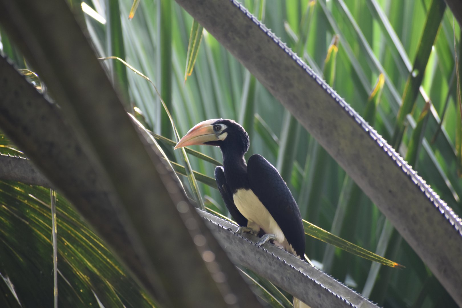 Oriental Pied Hornbill ~ Singapore Botanic Gardens