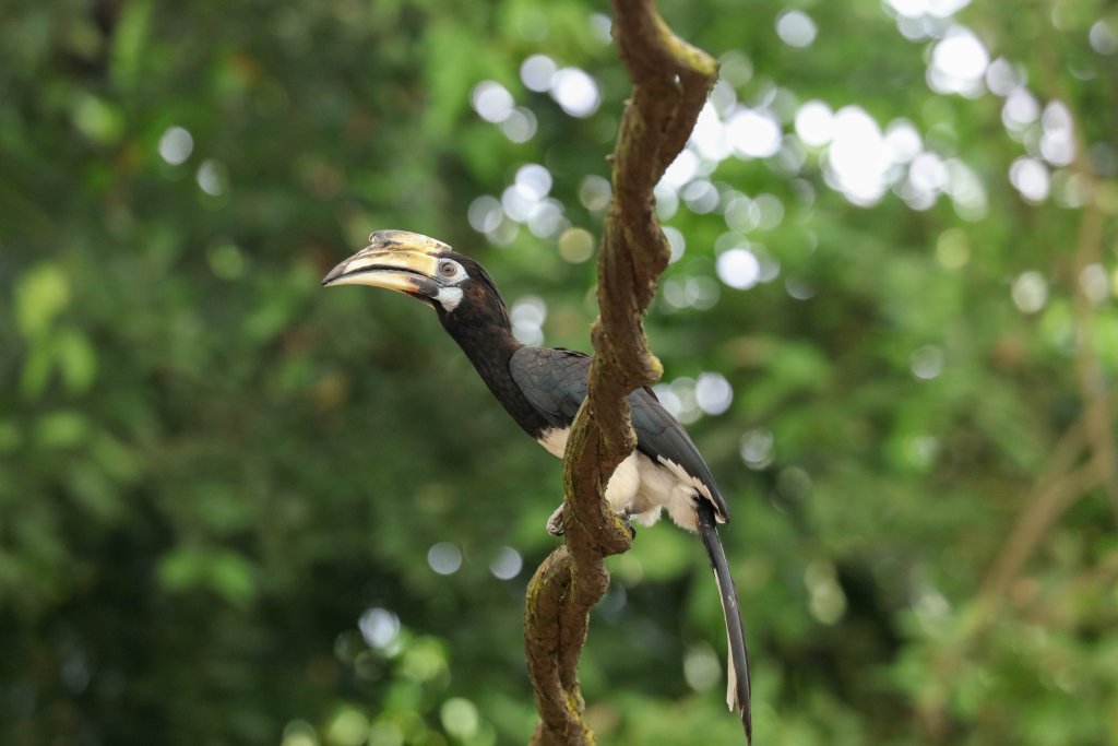 Oriental Pied Hornbill - The Forest Fights Back show