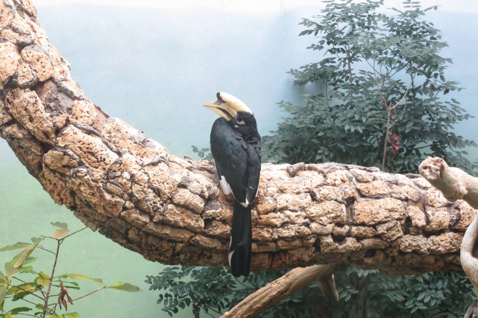 Oriental Pied Hornbill - World of Birds 031215