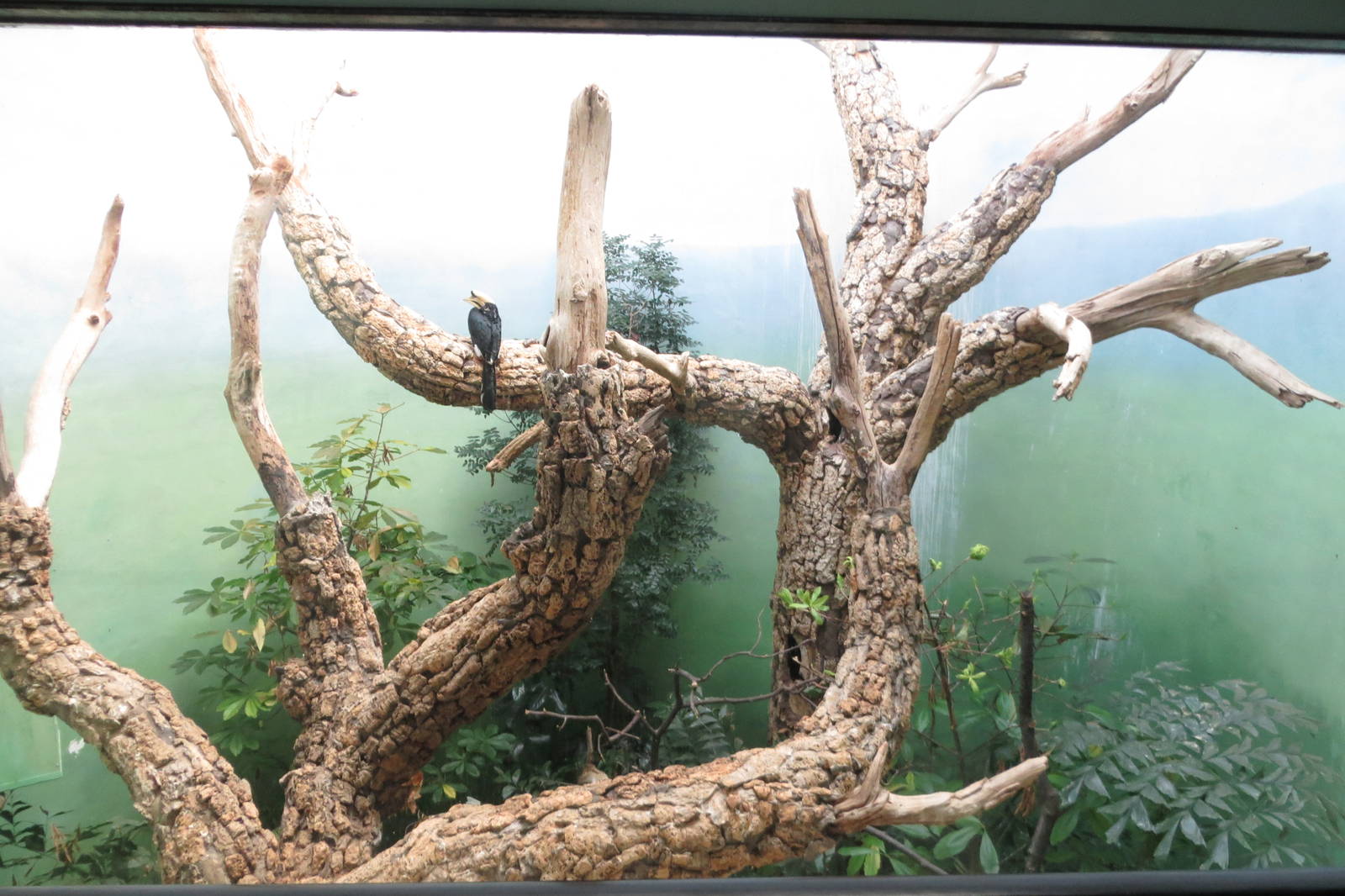 Oriental Pied Hornbill - World of Birds 031215