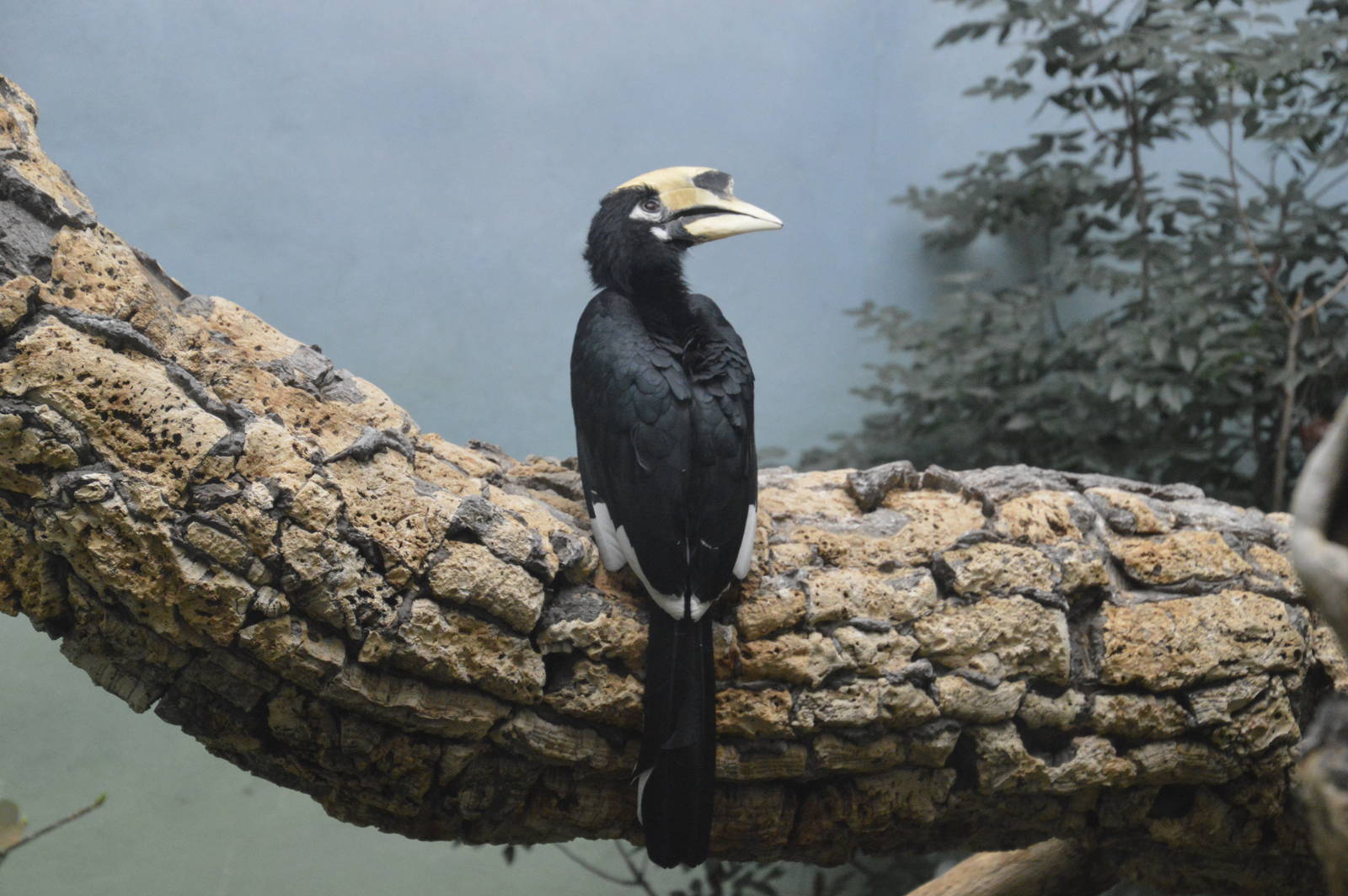 Oriental Pied Hornbill - World of Birds 031215
