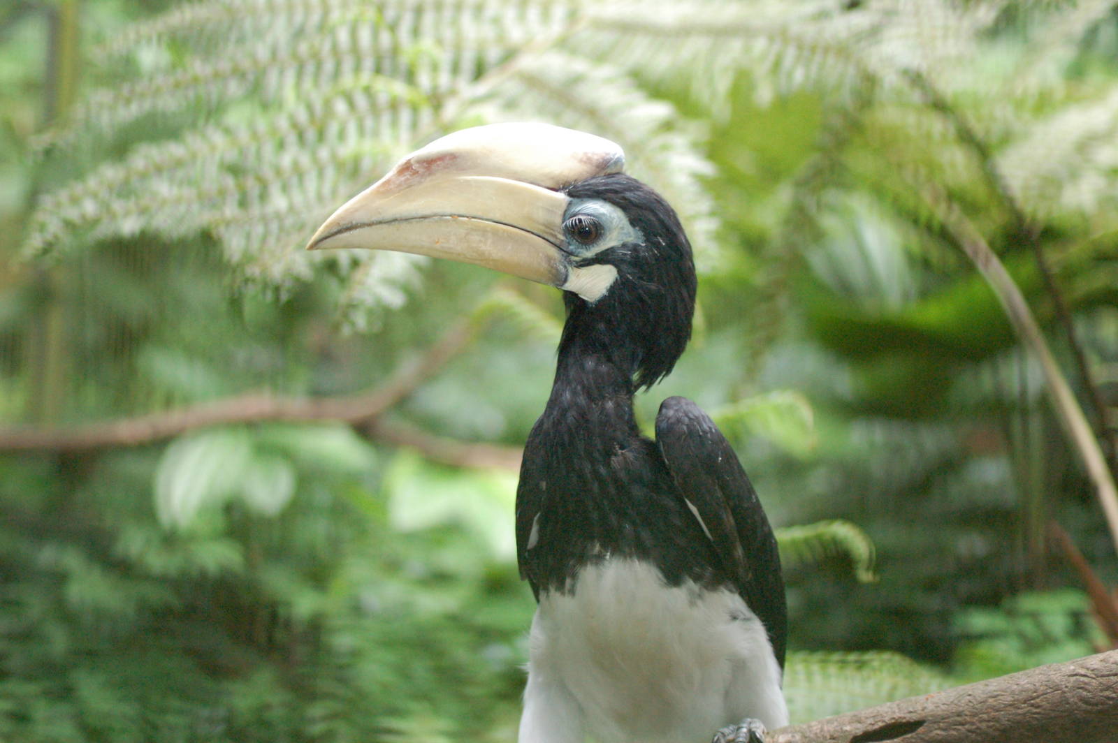 Oriental pied Hornbill