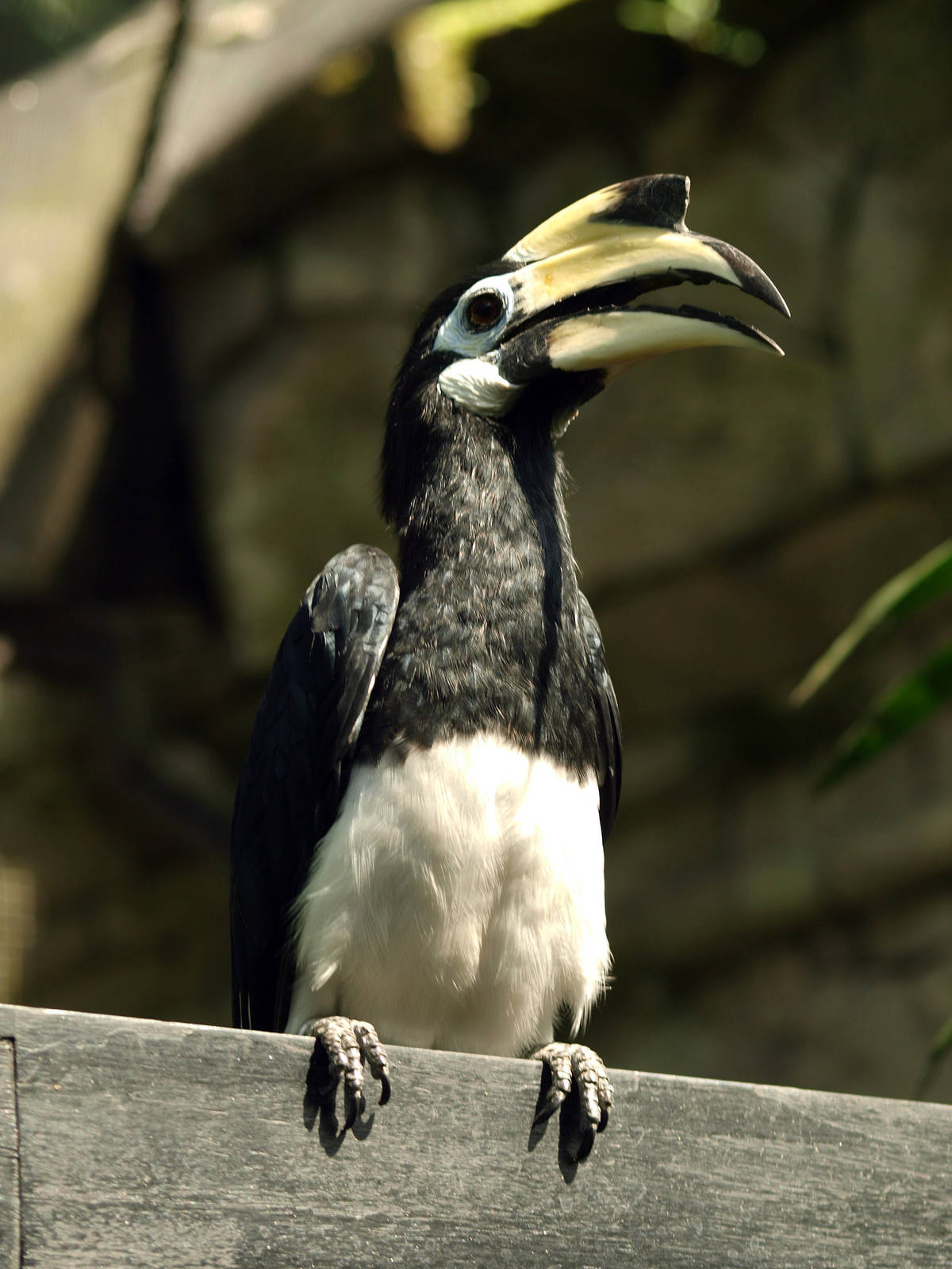 Oriental Pied hornbill