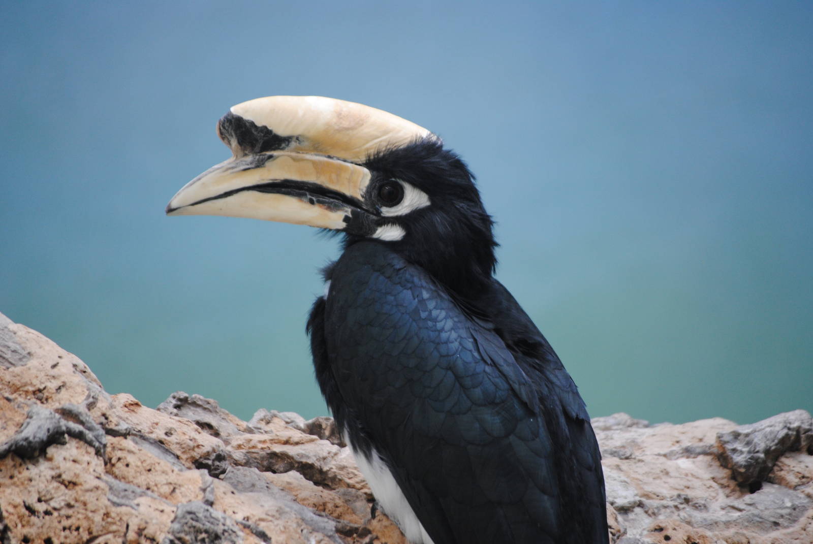 Oriental Pied Hornbill