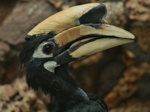 Oriental Pied Hornbill