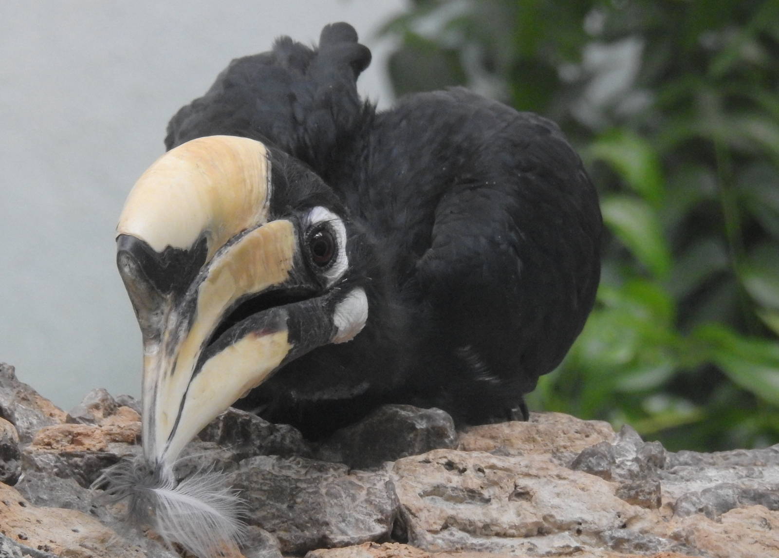 Oriental Pied Hornbill