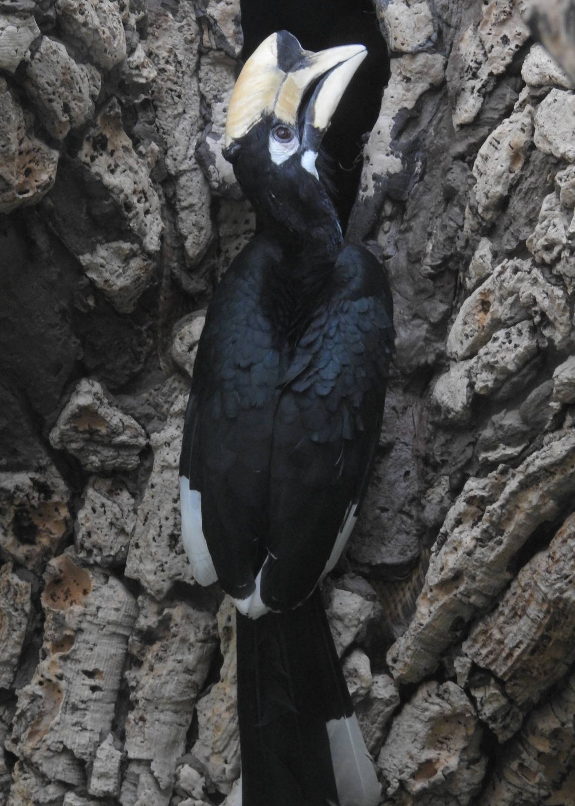 Oriental Pied hornbill