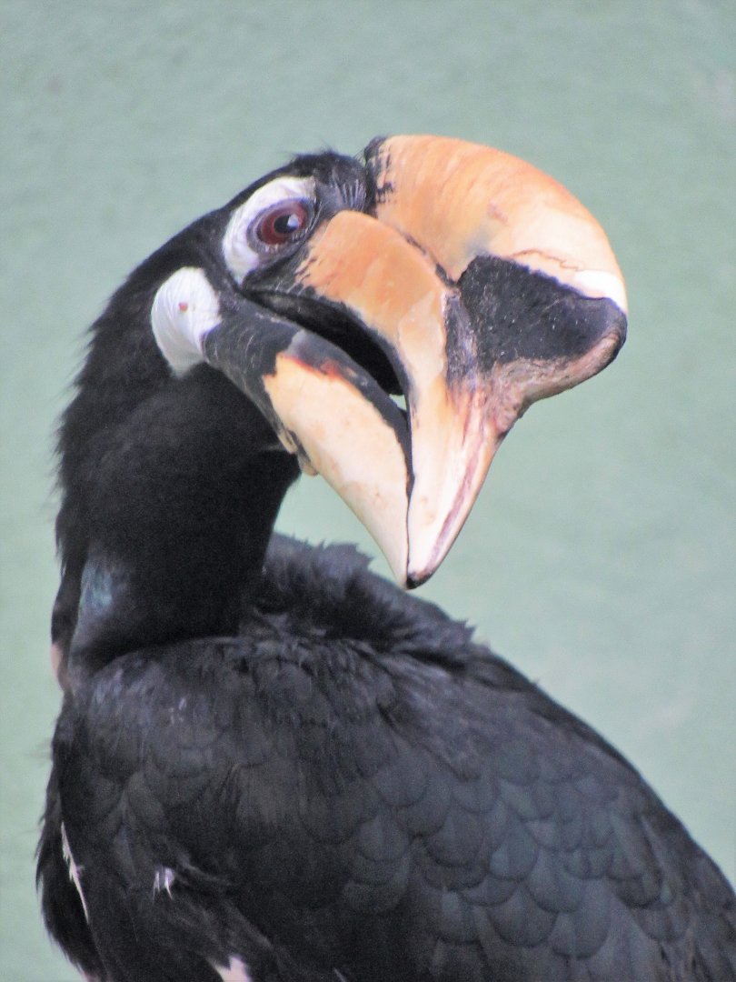 Oriental pied hornbill