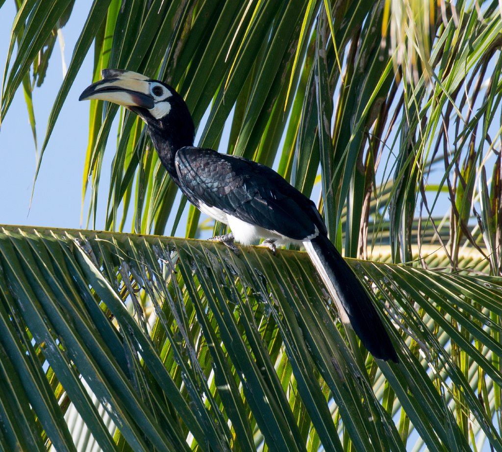 Oriental Pied Hornbill