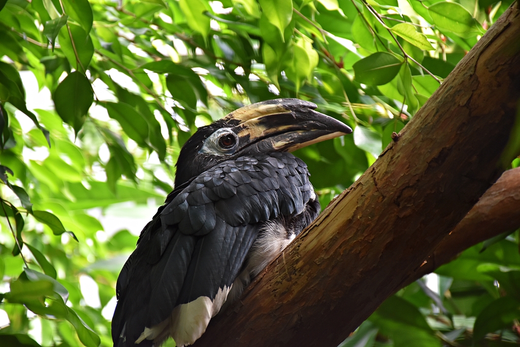 Oriental pied hornbill