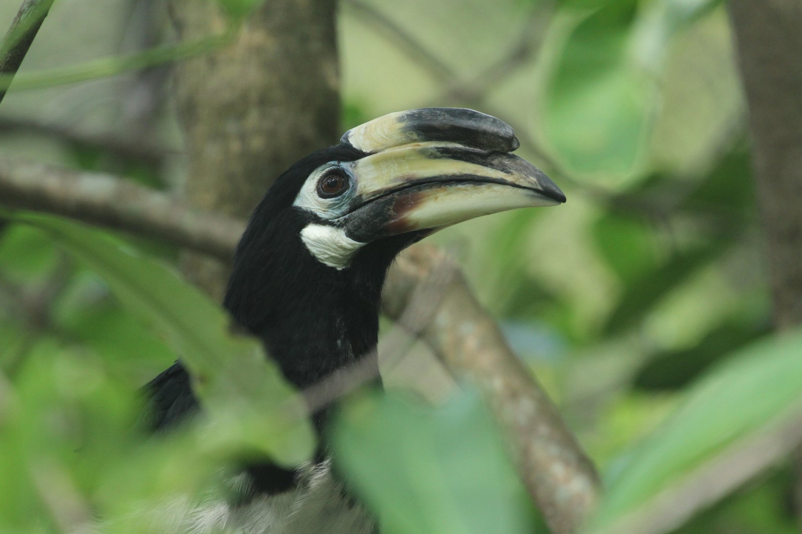 Oriental Pied Hornbill