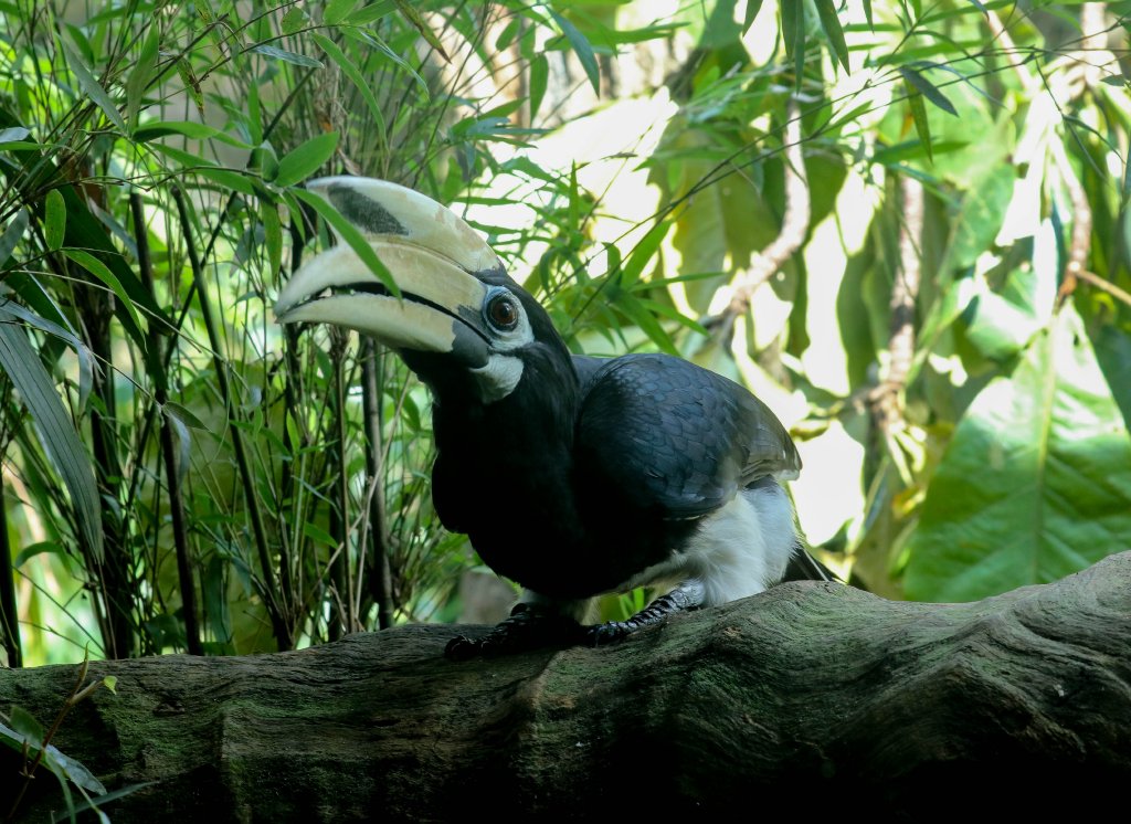 Oriental Pied Hornbill